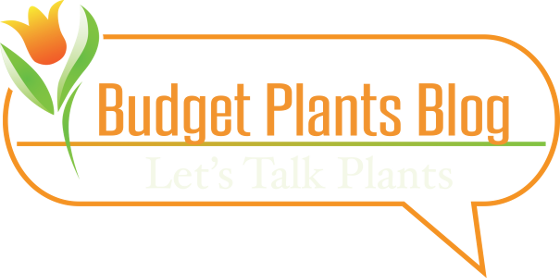 Let's Talk Plants