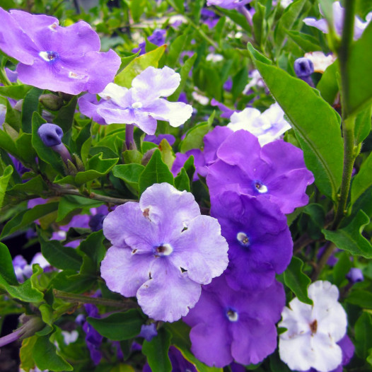 Yesterday Today and Tomorrow  - Brunfelsia pauciflora