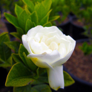 Everblooming Gardenia - Gardenia jasminoides Veitchii