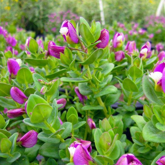 Sweet Pea Bush  - Polygala x dalmaisiana