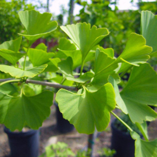 Maidenhair Tree (Ginkgo Tree)  - Ginkgo Biloba