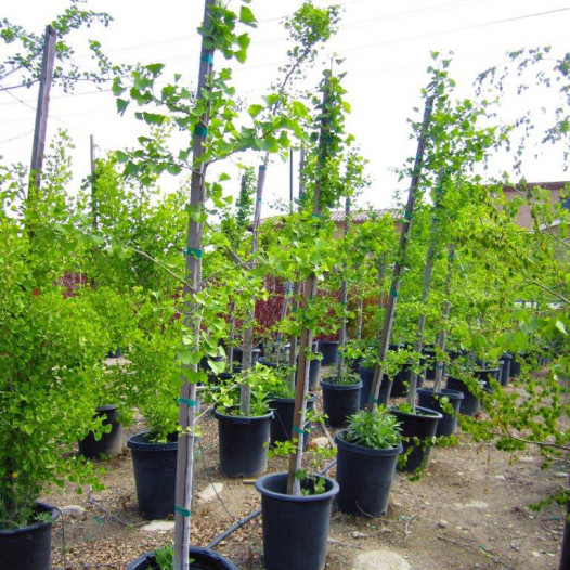 Maidenhair Tree (Ginkgo Tree) - Ginkgo Biloba