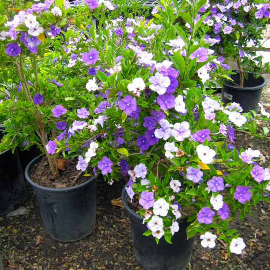 Yesterday Today and Tomorrow  - Brunfelsia pauciflora