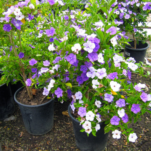Yesterday Today and Tomorrow - Brunfelsia pauciflora
