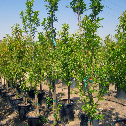 Santa Rosa Plum Tree  - Prunus salicina