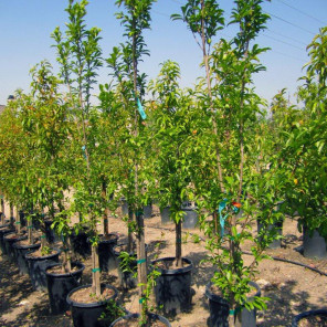 Santa Rosa Plum Tree - Prunus salicina