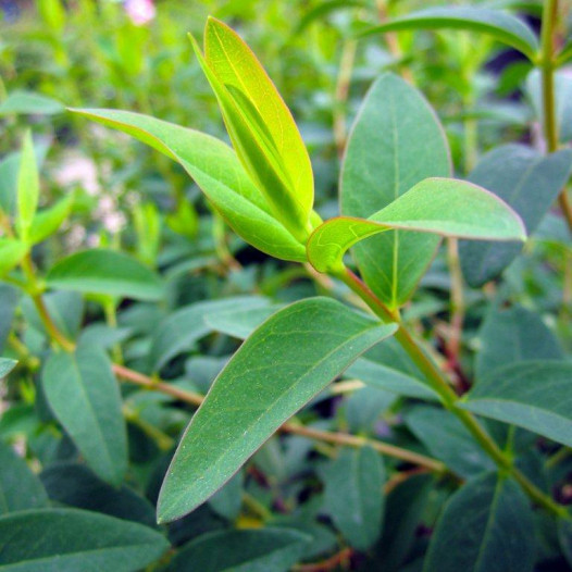 St. Johns Wort  - Hypericum calycinum