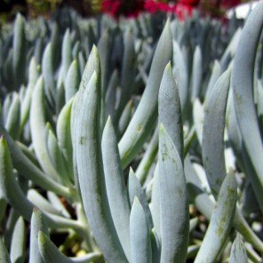 Kleina (Blue Chalk Sticks) - Senecio mandroliscae