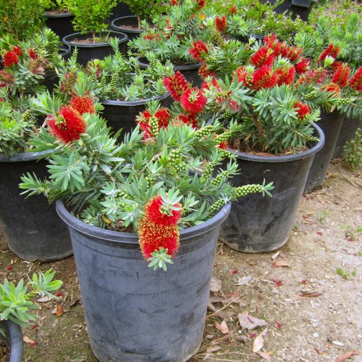 Little John Bottlebrush  - Callistemon citrinus