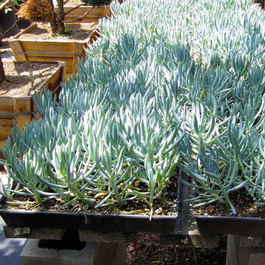 Kleina (Blue Chalk Sticks) - Senecio mandroliscae