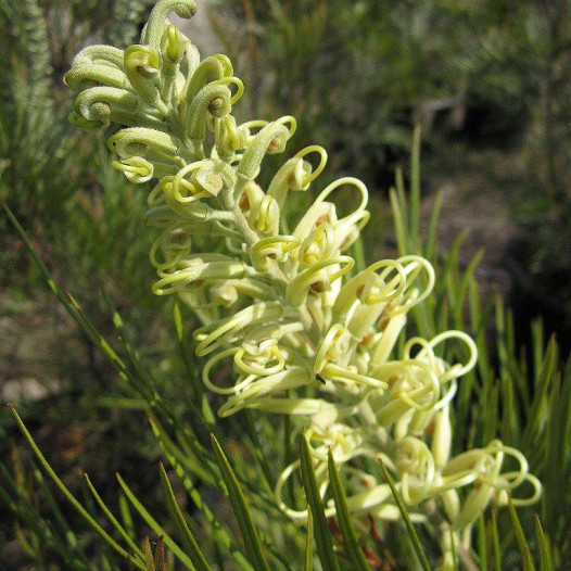 Grevillea  - Grevillea Moonlight