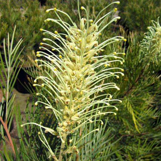 Grevillea  - Grevillea Moonlight