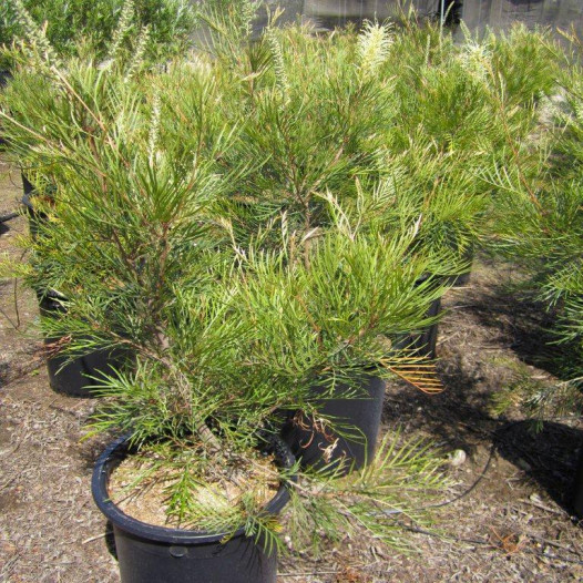 Grevillea  - Grevillea Moonlight