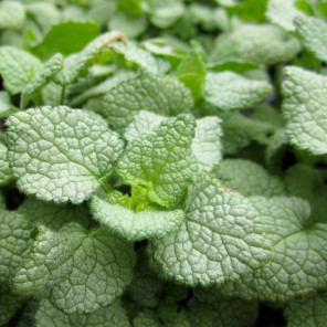 Spottled Nettle - Lamium maculatum White Nancy