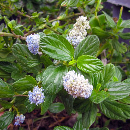 Ceanothus Griseus Horizontalis - Yankee Point  - Mountain Lilac