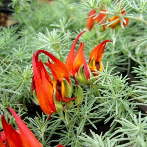 Parrots Beak - Lotus berthelotii