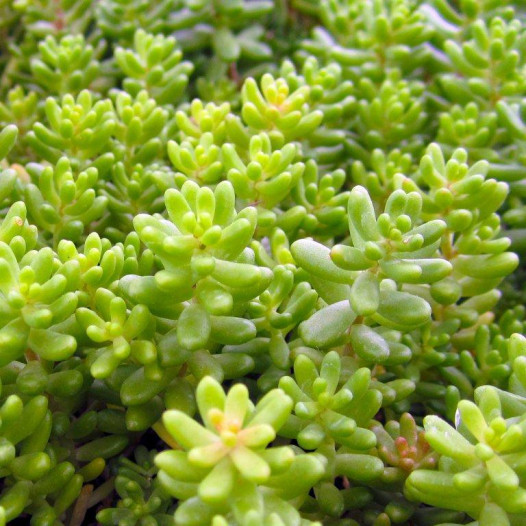 Stonecrop  - Sedum brevifolium