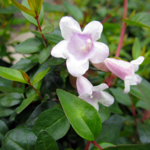 Glossy Abelia  - Abelia x Grandiflora