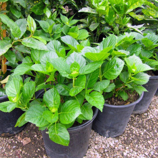 Bigleaf Hydrangea Variegated (Blue/Pink)  - Hydrangea Macrophylla Variegata