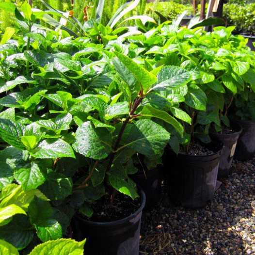 Bigleaf Hydrangea Variegated (Blue/Pink) - Hydrangea Macrophylla Variegata