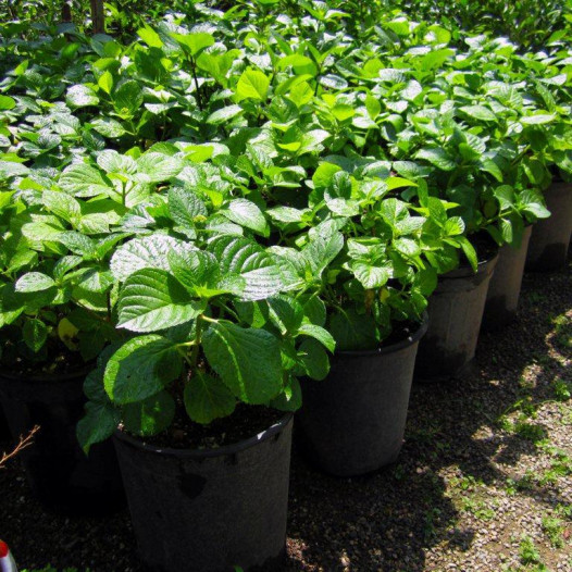 Bigleaf Hydrangea Variegated (Blue/Pink) - Hydrangea Macrophylla Variegata