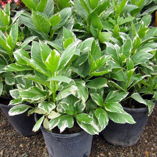 Bigleaf Hydrangea Variegated (Blue/Pink)  - Hydrangea Macrophylla Variegata