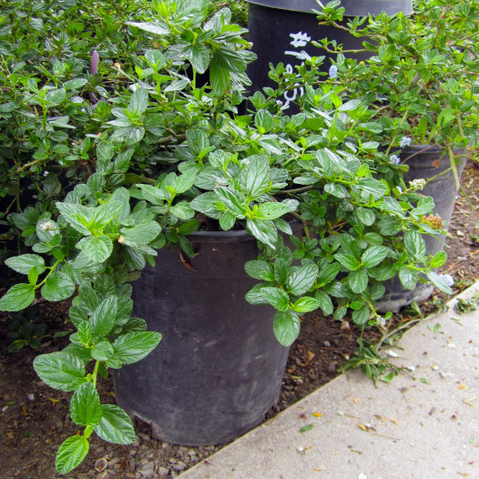 Ceanothus Griseus Horizontalis - Yankee Point - Mountain Lilac