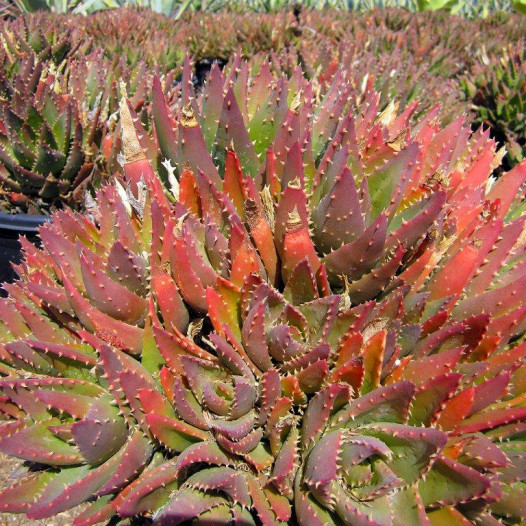 Golden Toothed Aloe  - Aloe Nobilis