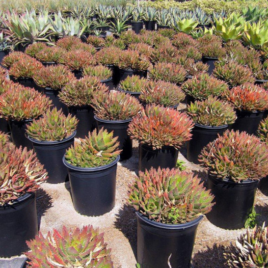 Golden Toothed Aloe  - Aloe Nobilis