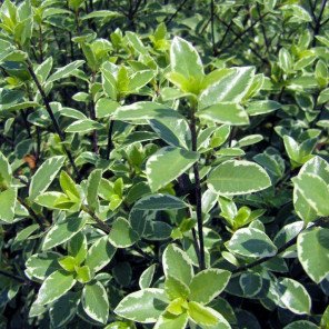 Variegated Kohuhu - Pittosporum tenuifolium Marjorie Channon