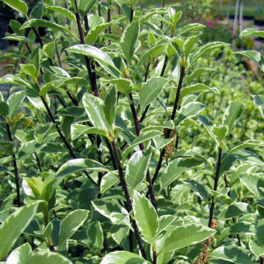 Variegated Kohuhu  - Pittosporum tenuifolium Marjorie Channon