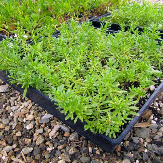 Creeping Myporum - Myoporum parvofolium Puta Creek