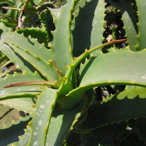 Tree Aloe - Aloe Arborescens
