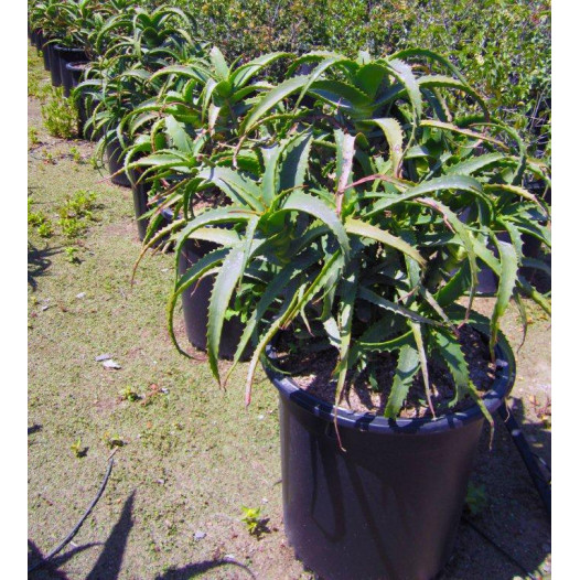 Tree Aloe - Aloe Arborescens