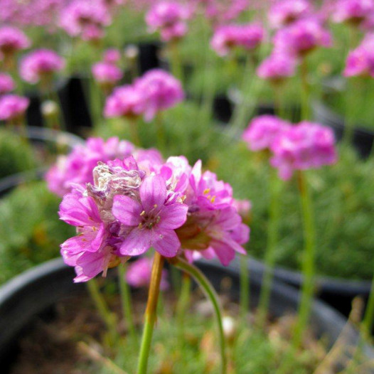 Sea Pink Thrift  - Armeria Maritima