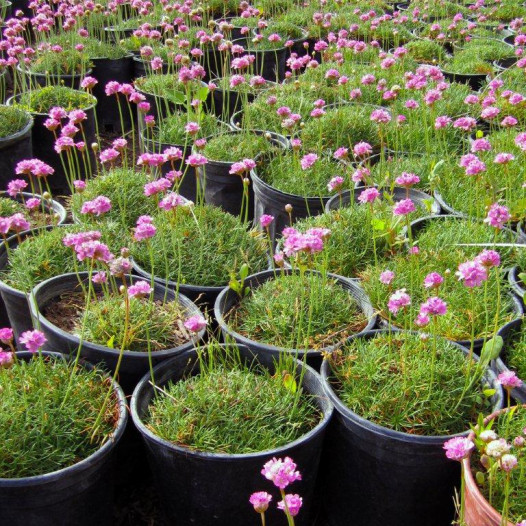 Sea Pink Thrift  - Armeria Maritima