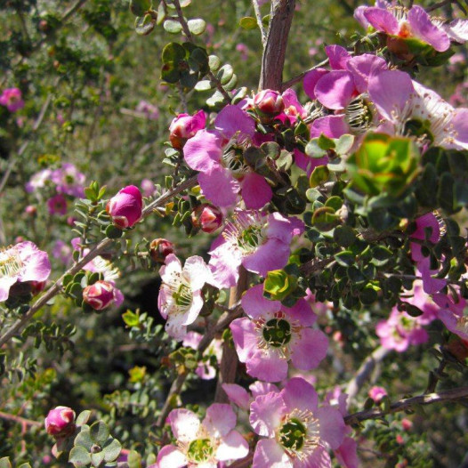 Round Leaf Tea Tree  - Leptospermum rotundifolium