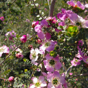 Round Leaf Tea Tree - Leptospermum rotundifolium