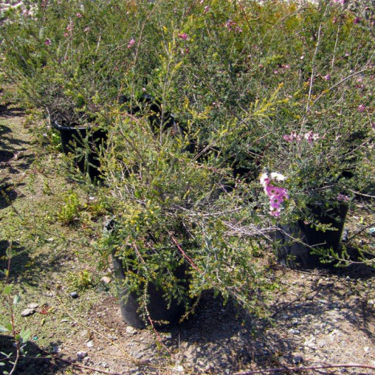 Round Leaf Tea Tree  - Leptospermum rotundifolium