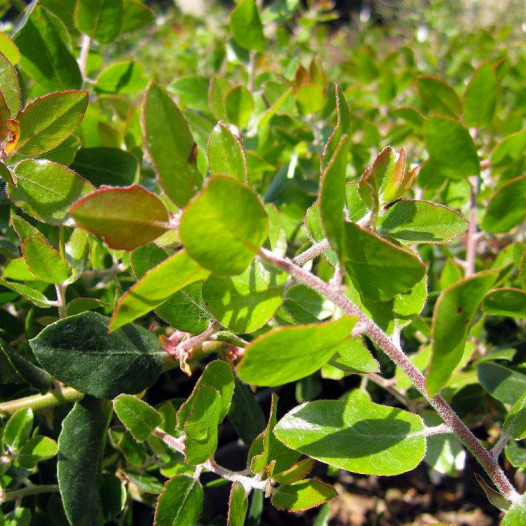 Manzanita  - Arctostaphylos Sunset