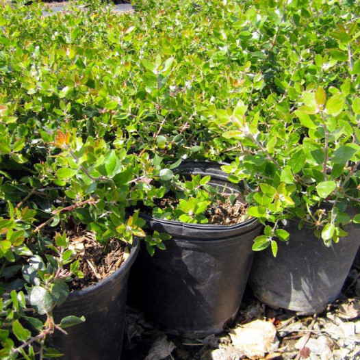 Variegated Mock Orange  - Pittosporum tobira Variegata