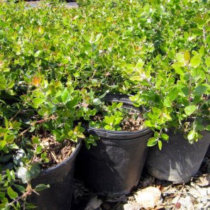 Variegated Mock Orange - Pittosporum tobira Variegata