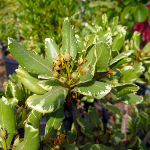 Variegated Mock Orange  - Pittosporum tobira Variegata