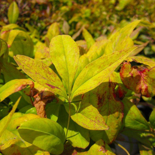 Dwarf Heavenly Bamboo  - Nandina domestica Nana