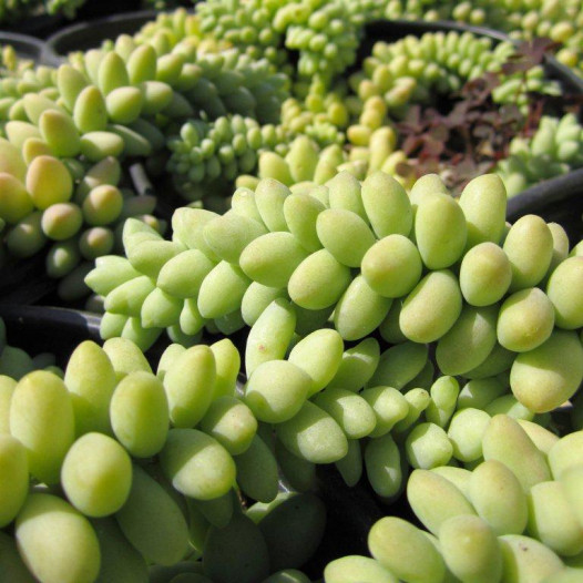 Burrito Sedum (Donkey Tail Plant)(Stonecrop)  - Sedum morganianum Burrito