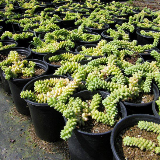 Burrito Sedum (Donkey Tail Plant)(Stonecrop)  - Sedum morganianum Burrito