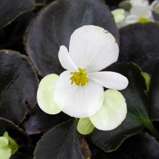 Begonia  - Begonia Bronze Leaf White