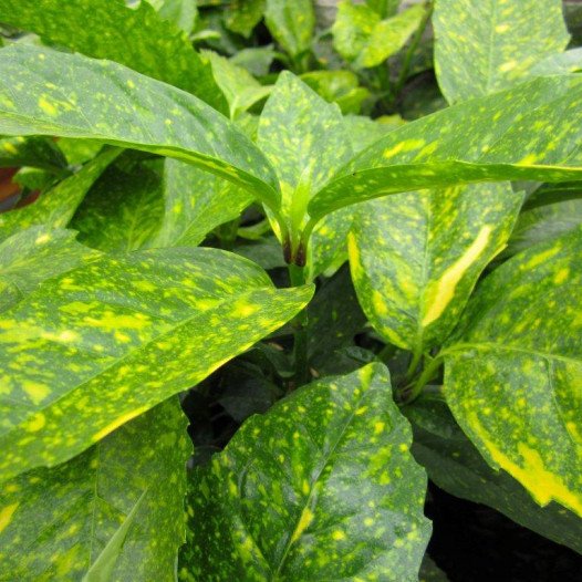 Gold Dust Plant  - Aucuba japonica Variegata