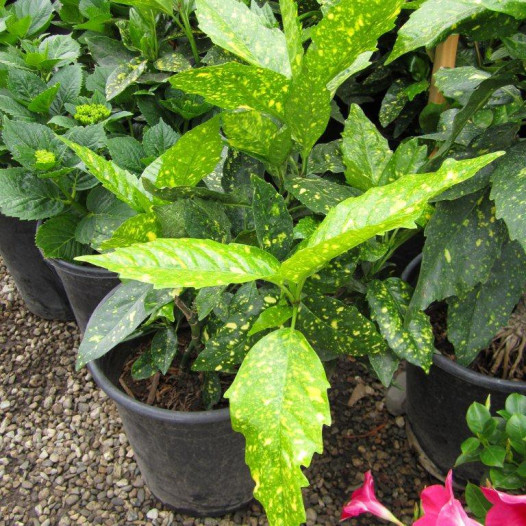 Gold Dust Plant  - Aucuba japonica Variegata