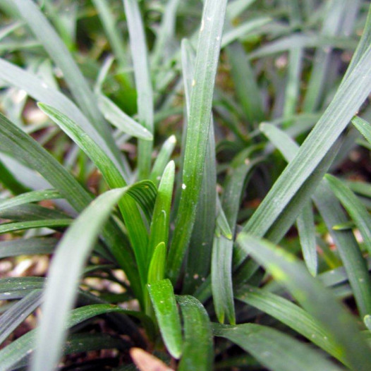 Dwarf Mondo Grass  - Ophiopogon japonicus Nanus